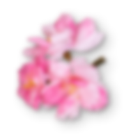 Xưởng Hòa Phát